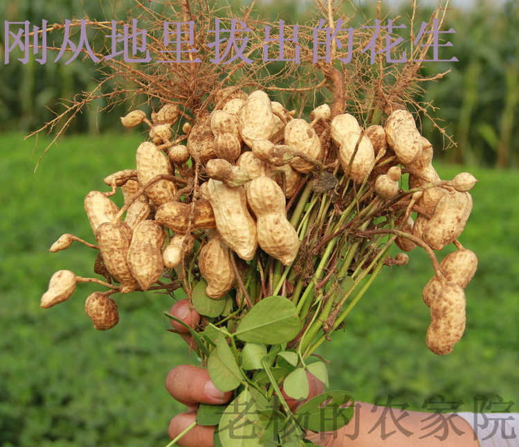 生花生米手剥 纯天然农家自产山东沂蒙山特产农产品竖果零食