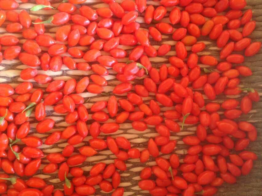 种植的红枸杞 宁夏特产 新鲜 干货新上市 农产品