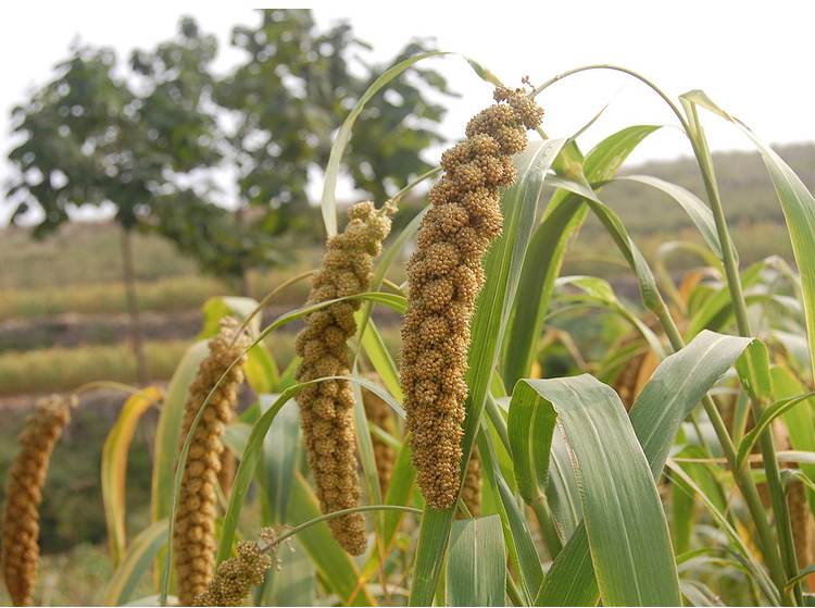 农产品 农家 小米稀饭黄小米食用小米河南小米月子米散装250g