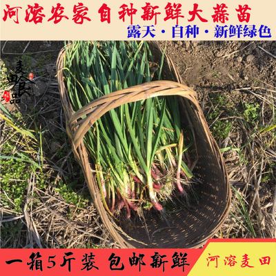 湖北宜昌农家特产自种红皮大蒜苗新鲜带泥蔬菜蒜苗炒肉5斤包邮