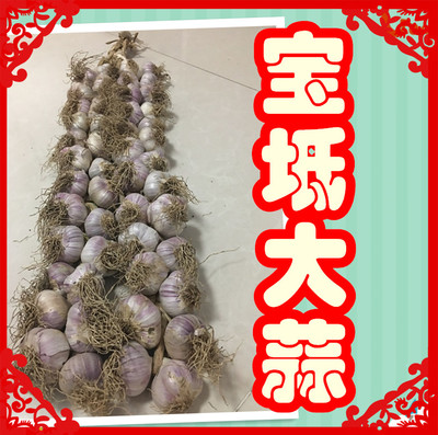天津宝坻特产六瓣红有机大蒜农家自种紫皮新鲜辫子蒜 蒜头 绿色