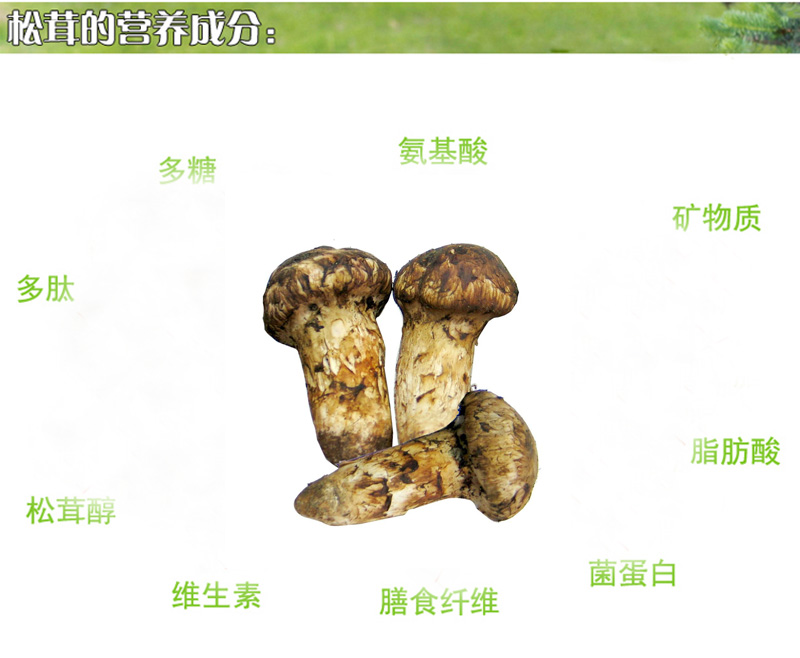 无添加剂包邮手工制作吉林食用中国农产品野生松茸酱