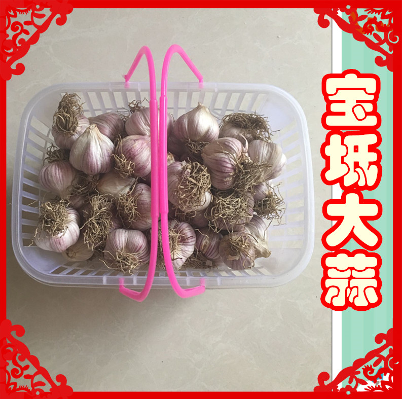 宝坻大蒜 蒜头 干蒜 紫皮大蒜 腊八蒜 蒜种子 天津特产 50头蒜头