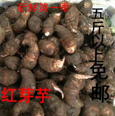 第一季福建农特产福鼎红芋头 福鼎红芽芋新鲜农产品5斤以上包邮