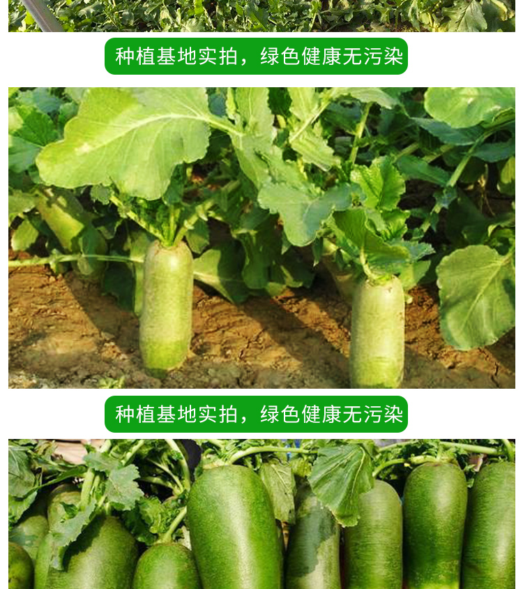 正宗天津沙窝水果萝卜 新鲜有机蔬菜绿色农产品甜脆塞潍坊萝卜