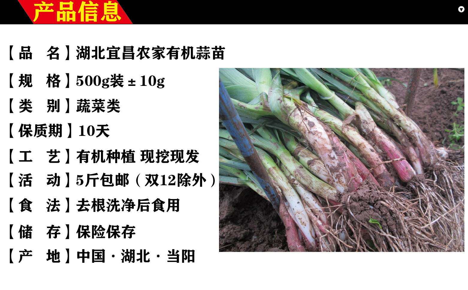 湖北宜昌农家特产自种红皮大蒜苗新鲜带泥蔬菜蒜苗炒肉5斤包邮