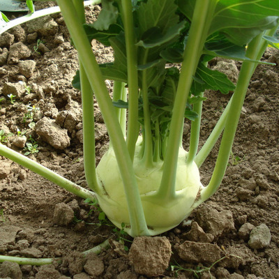 山西新鲜蔬菜绿色农产品 农家非转基因苤蓝甘蓝茄莲球茎5斤包邮