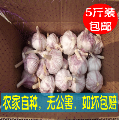 农家干大蒜自种河南杞县特产2017年蒜头低价包邮干蒜5斤新鲜紫皮
