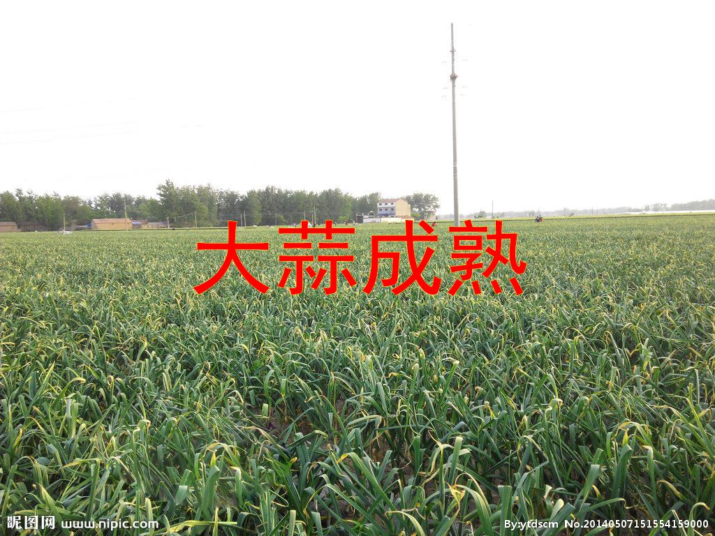 干大蒜17河南杞县大蒜5斤低价包邮农家自种紫红皮富硒大蒜
