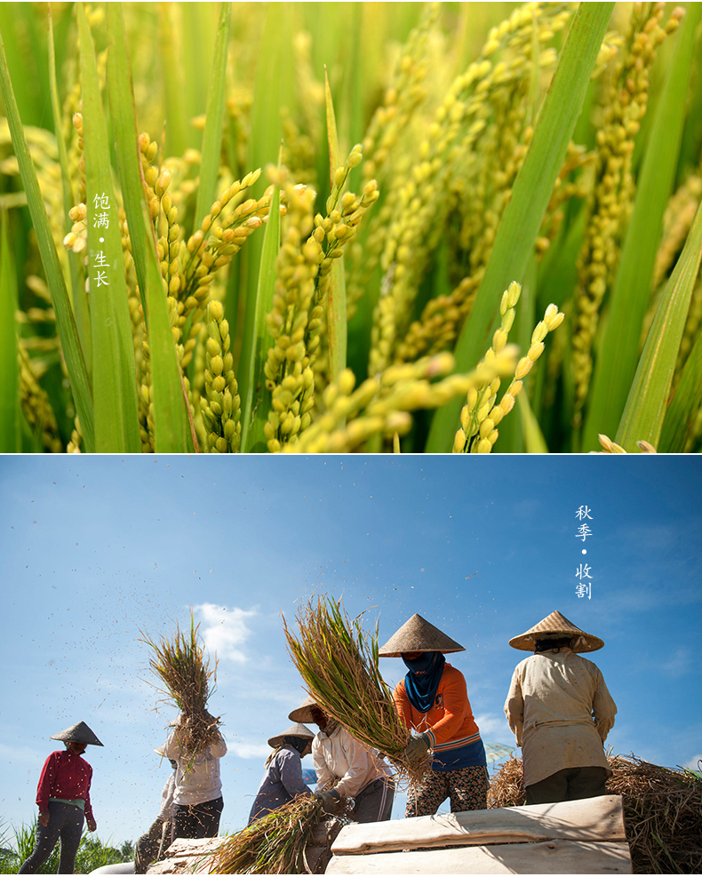2017新米10kg珍珠米好吃的大米珍珠米农产品包邮江苏常州大米