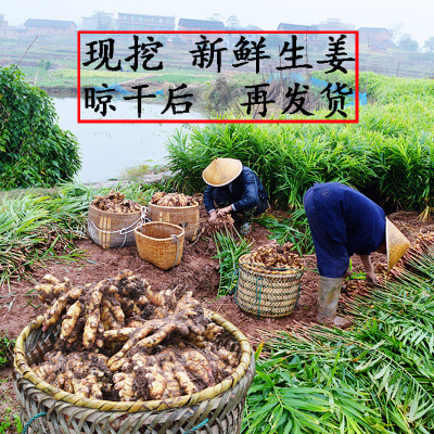 贵州农家小黄姜 高山老家原始点窖藏生姜 新鲜蔬菜老姜汁味浓6斤