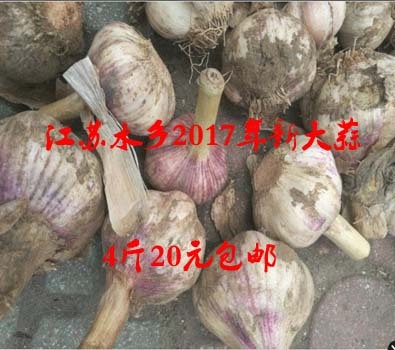 江苏水乡2017新鲜大蒜4斤装全国包邮