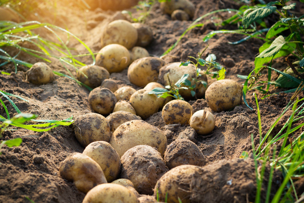 17年新鲜土豆现挖农家自种青海小土豆农产品马铃薯洋芋5斤包邮