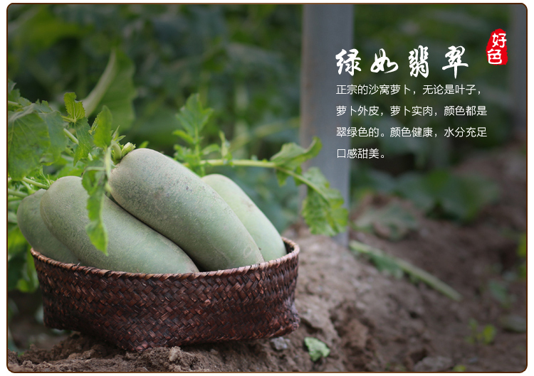 天津沙窝萝卜有机农产品脆甜水果新鲜蔬菜非潍坊县青萝卜礼盒包邮