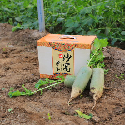 正宗天津小沙窝萝卜绿色有机农产品水果青萝卜新鲜蔬菜精品礼盒