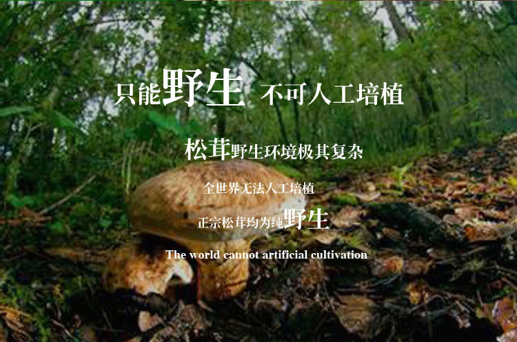省吉林中国野生东北土特产品松茸大陆食用农产品干货土特产松茸菌