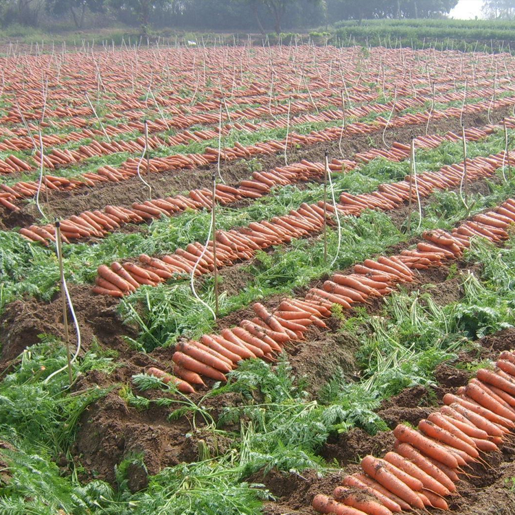 山西绿色农产品蔬菜 农家自种红胡萝卜5斤装非转基因小人参包邮