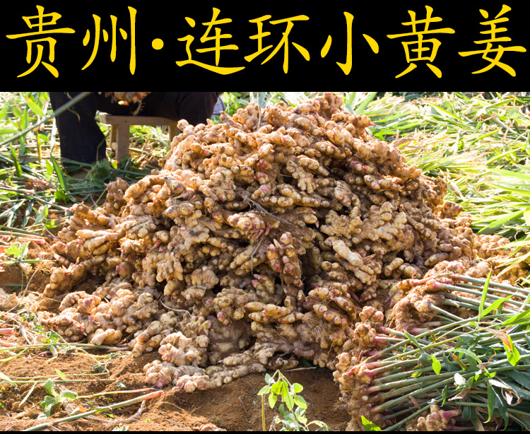 贵州农家小黄姜 高山老家原始点窖藏生姜 新鲜蔬菜老姜汁味浓6斤