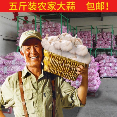 河南农家白紫皮新鲜蒜干蒜蒜头种瓣调味品食材大蒜头5斤低价包邮