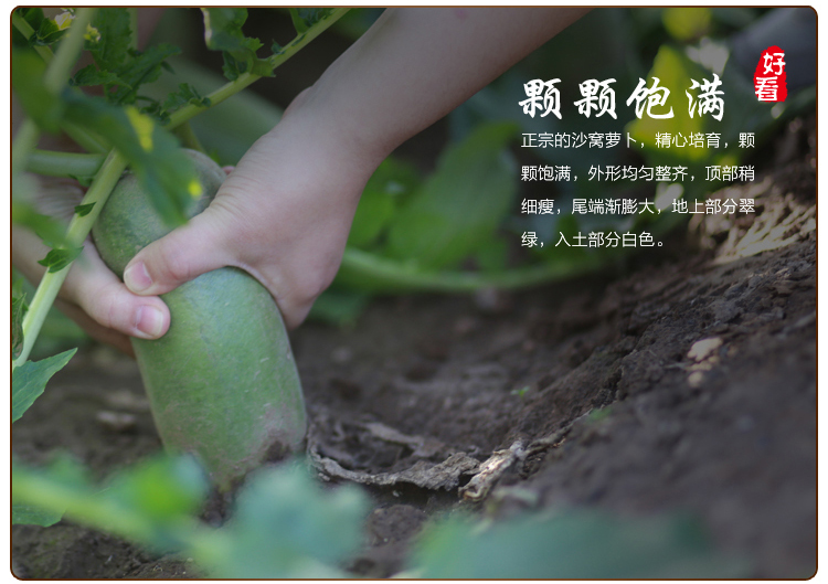 天津沙窝萝卜有机农产品脆甜水果新鲜蔬菜非潍坊县青萝卜礼盒包邮