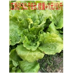 皇冠信誉 农产品农家自种新鲜的露天绿色有机生菜 江苏东台 500g